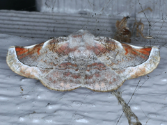 Oenochroma turneri