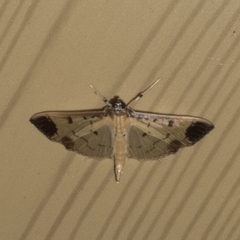Eulepte