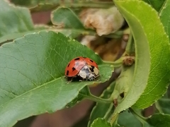 Coccinellidae