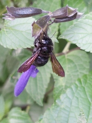Xylocopa
