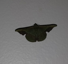Fascellina plagiata