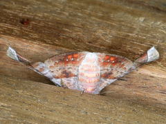 Oenochroma turneri