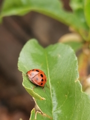 Coccinellidae