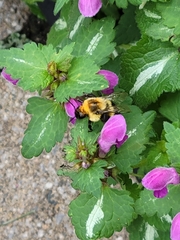 Bombus impatiens
