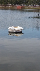 Pelecanus erythrorhynchos