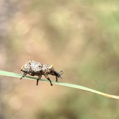 Orthorhinus