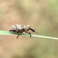 Orthorhinus