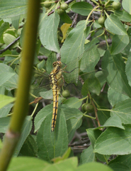 Orthetrum cancellatum