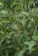 Orthetrum cancellatum