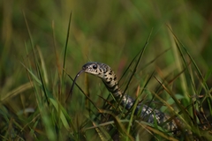 Erythrolamprus almadensis