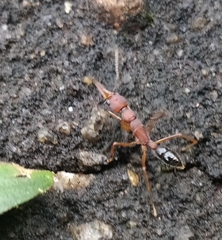 Harpegnathos saltator