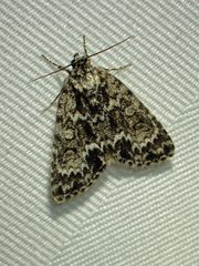 Acronicta fragilis