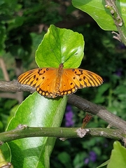 Dione vanillae