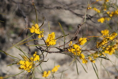 Acacia blakelyi