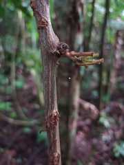 Passiflora rovirosae
