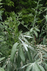 Elaeagnus angustifolia