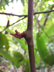 Passiflora rovirosae