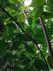 Passiflora rovirosae