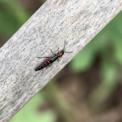 Carphurus angustatus