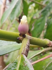 Lasianthus chinensis