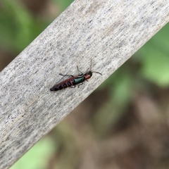 Carphurus angustatus