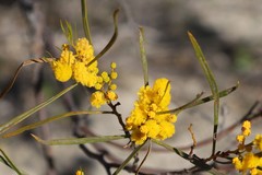 Acacia blakelyi