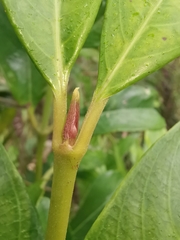 Lasianthus chinensis