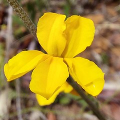 Goodenia caroliniana