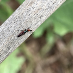 Carphurus angustatus