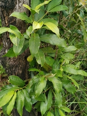 Lasianthus chinensis