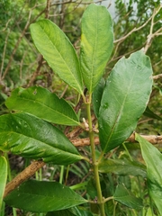 Lasianthus chinensis