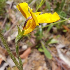 Goodenia caroliniana