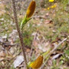 Goodenia caroliniana