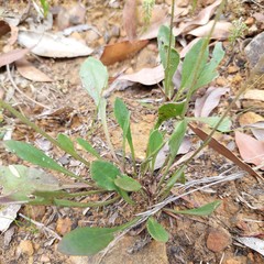 Goodenia caroliniana