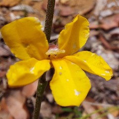 Goodenia caroliniana