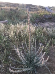 Echium glomeratum