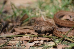 Thamnodynastes pallidus