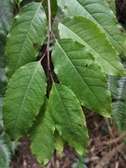 Ilex micrococca
