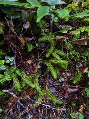 Schistochila nobilis