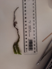 Schistochila nobilis