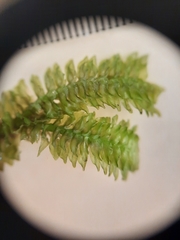 Schistochila nobilis