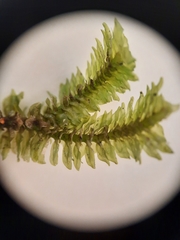 Schistochila nobilis