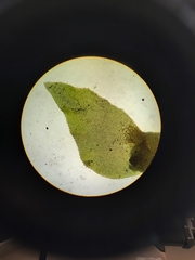 Schistochila nobilis