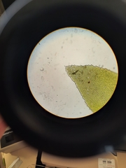Schistochila nobilis