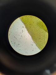 Schistochila nobilis
