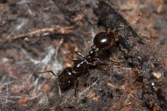 Chelaner antarcticus