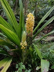 Calanthe formosana