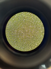 Schistochila nobilis