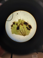 Schistochila nobilis