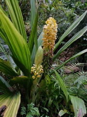 Calanthe formosana